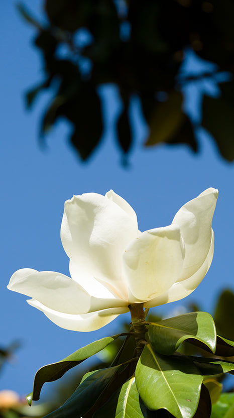 Magnolia – Southern Scapes Nursery