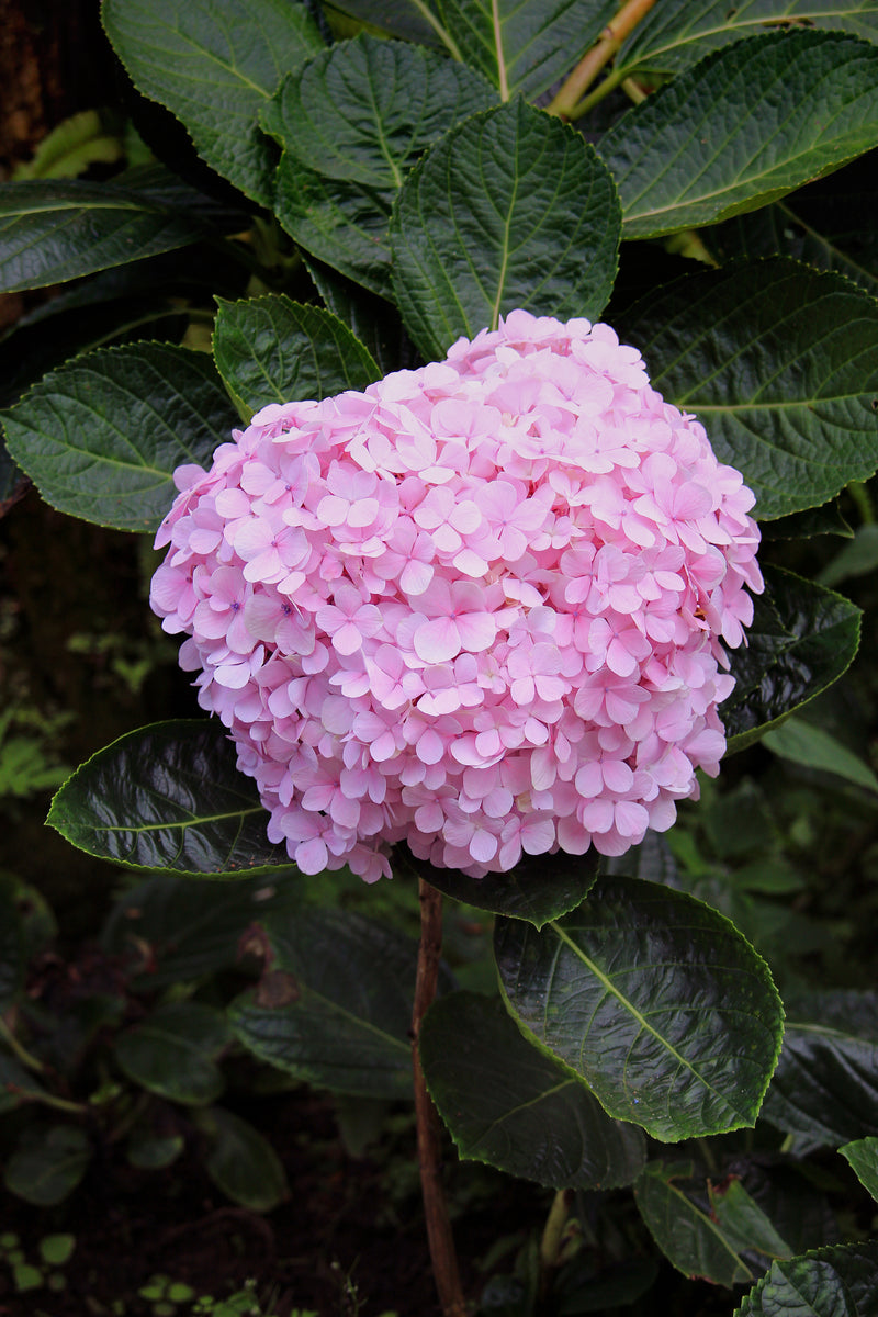 http://southernscapesnursery.com/cdn/shop/collections/pink-hydrangea-P8LDGWE_1200x1200.jpg?v=1589416531