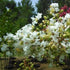 Crape Myrtle Natchez