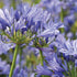 Agapanthus Blue