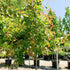 Black Gum Wildfire
