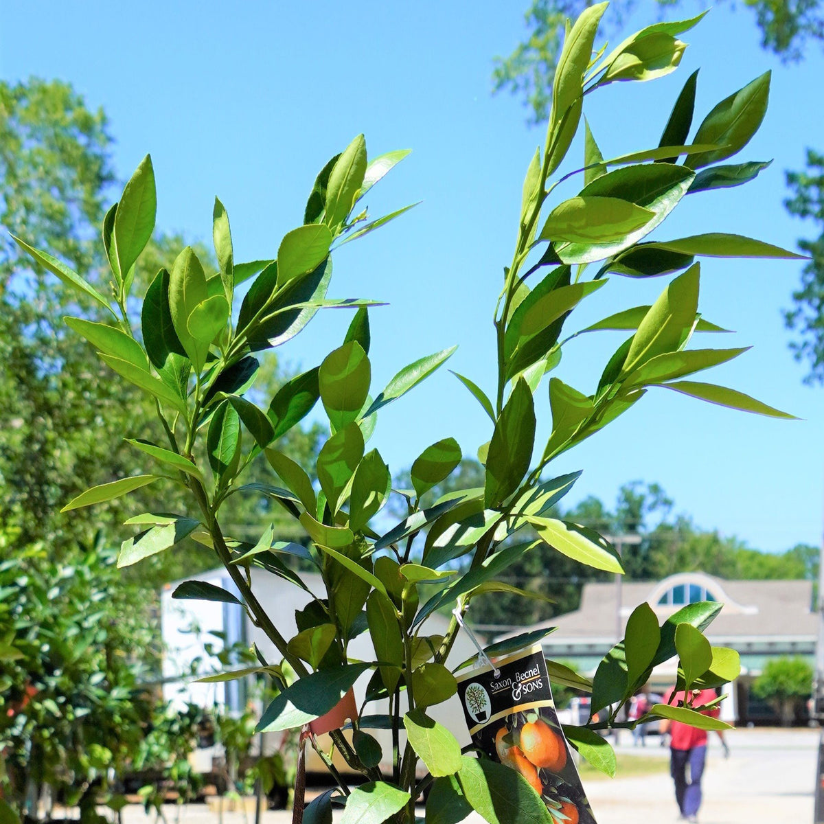 Satsuma Brown Select Southern Scapes Nursery