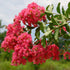 Crape Myrtle Red Rocket