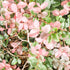 Loropetalum Ruby