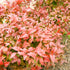 Nandina Firepower