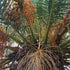 Palm Pindo