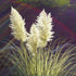 Pampas Grass