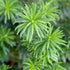 Podocarpus Southern Yew