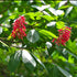 Red Buckeye