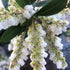 Pieris Mountain Snow