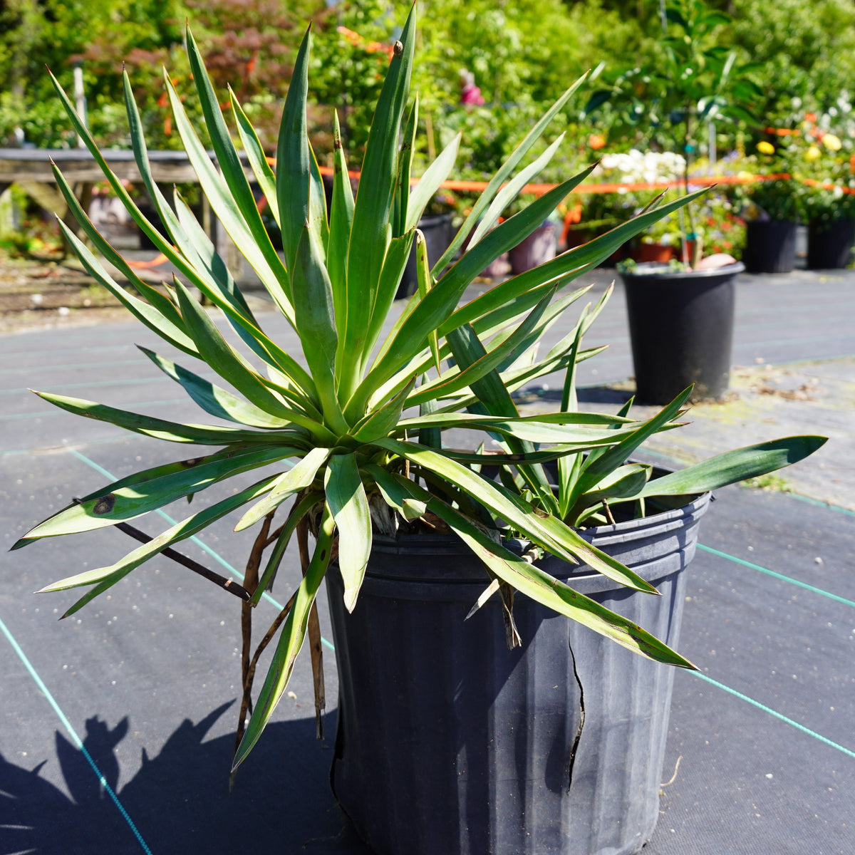 bayonet plant Yucca Spanish Bayonet – Southern Scapes Nursery