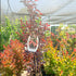 Crape Myrtle Moonlight