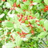 Holly East Palatka S