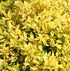 Holly Eureka Gold Dwarf