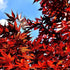 Maple Summer Red
