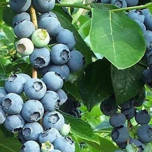 Blueberry Premier