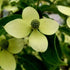Dogwood Empress of China
