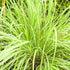 Cymbopogon Lemon Grass