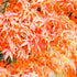 Japanese Maple Shishi