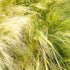 Mexican Feather Grass