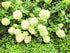Hydrangea Limelight