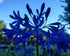 Agapanthus Northern Star