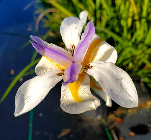 Iris White African