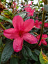 Azalea Jewel