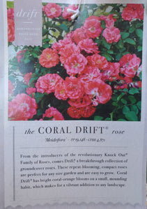 Rose Coral Drift