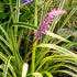 Liriope Silvery Sunproof