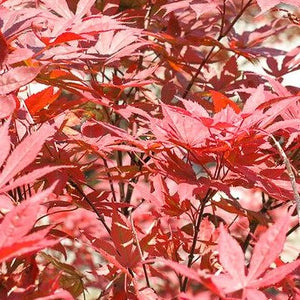 Japanese Maple Bloodgood