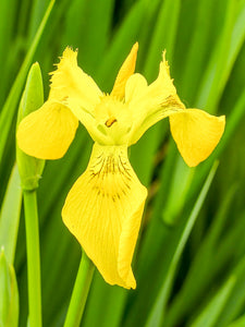 Iris Yellow Flag