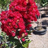 Crape Myrtle Dynamite
