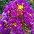 Crape Myrtle Purple Magic