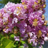 Crape Myrtle Muskogee