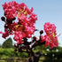 Crape Myrtle Midnight Magic