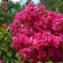 Crape Myrtle Tuscarora