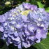 Hydrangea Original