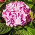 Hydrangea Penny Mac