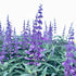Salvia Mexican Santa Barbara