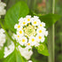 Lantana Trailing White
