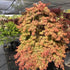 Japanese Maple Orangeola