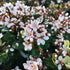 Indian Hawthorn Snow Cap