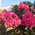 Crape Myrtle Coral Magic