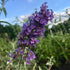 Buddleia Nanho Blue