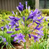 Agapanthus Peter Pan