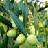 Olive Arbequina