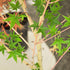 Japanese Maple Bihou