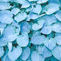 Hosta Hadspen Blue