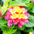 Lantana Anne Marie